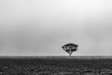 Güney Avustralya 'da sabah sisinde çölde yalnız bir ağaç.