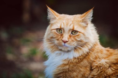 Güzel pofuduk kızıl kedi yoğun bir şekilde izleyiciye bakıyor. Yakından.