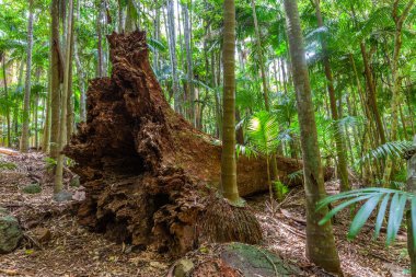 Queensland, Avustralya 'da soğuk bir okaliptüs ormanında devrilmiş bir ağaç.