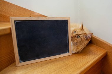 Kızıl kedi ahşap merdivenlerde yatıyor. Kopya alanı için boş tahtası var.