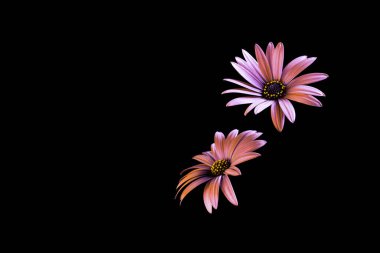 Two daisy flower heads isolated on black background with copy space clipart