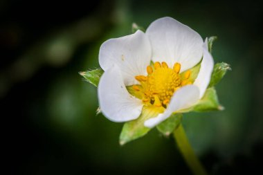 Çilek çiçeği yakın plan.