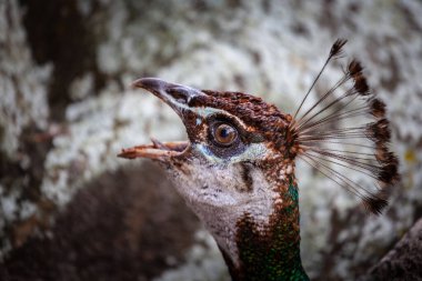 Bulanık arkaplanda açık ağızlı, yakın plan portresi