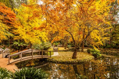 Scenic pond with wooden bridges in Autumn in Australia clipart
