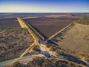 Güney Avustralya 'daki Riverland bölgesinin güzel üzüm bağları - hava manzarası