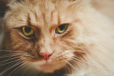 Yüzeysel odaklı kızıl bir kedinin güzel portresi.