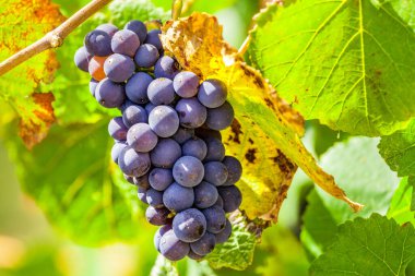 Sarmaşıktan sarkan bir demet kırmızı şarap üzümü.