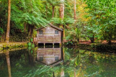 MELBOURNE - 22 APR 2016: Alfred Nicholas memorial gardens - beautiful lake amongst trees with old boat shed. Autumn scene. clipart