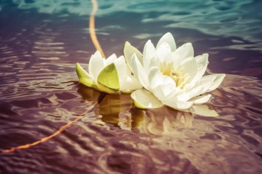 Zarif ve güzel bir su zambağı parlak güneş ışığında süzülüyor.