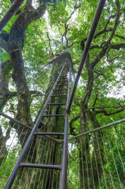 Tall ladder leading up a tree at Lamington tree top walkway in Queensland, Australia clipart