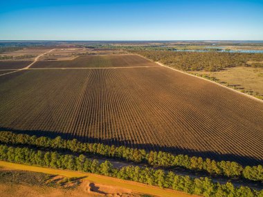 Murray, Riverland, Güney Avustralya 'daki Kingston' daki manzara üzüm bağı.