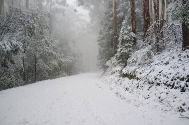 Eucalyptus Ormanı, Avustralya 'da dağ yolunda şiddetli sisli kar yağışı.