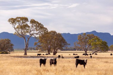Grampians bölgesindeki okaliptüs ağaçları arasında sarı çimenlerde otlayan siyah ve kahverengi inekler, Victoria, Avustralya