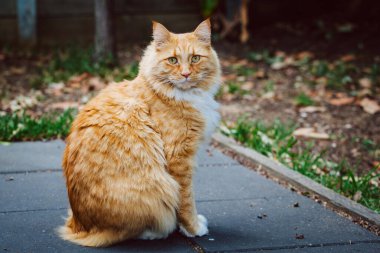 Kızıl kedi, delici bakışlarıyla kaldırımda oturuyor.