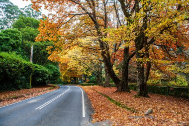Dandenong Sıradağları, Avustralya 'da altın sonbahar ağaçlarının altındaki yol