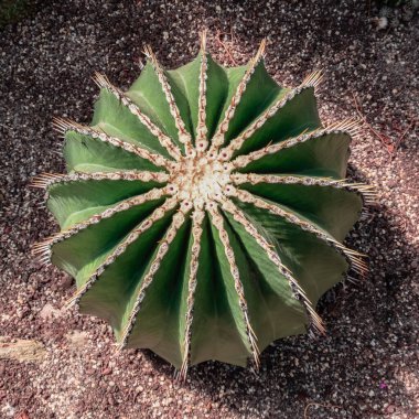 Echinocactus. Çöl kirpisi olarak da bilinen güzel yuvarlak kaktüs.