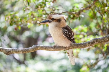 Bulanık yeşil arka planda Gülen Yalıçapkını 'nın güzel portresi