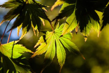 Bulanık arka planda sarı yeşil yaprakların arasından güneş ışığı parlıyor.