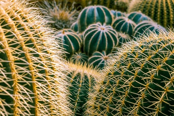 沙漠刺猬仙人掌尖特写特写 焦点浅薄 — 图库照片