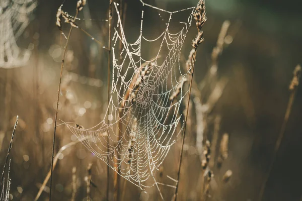 Toile Araignée Avec Des Gouttes Rosée Brillantes Soleil Sur Fond — Photo