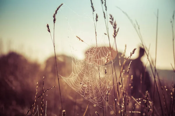 早朝に背の高い草の上にぶら下がっている複雑なクモの巣 — ストック写真