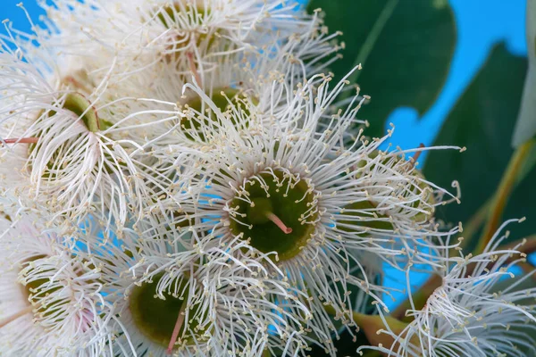 Extremo Primer Plano Flores Eucalipto Blanco Plena Floración —  Fotos de Stock