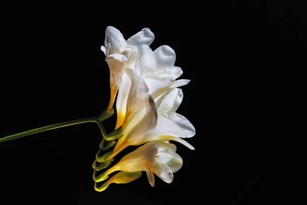White Yellow Freesia Flowers Glowing Black Background Copy Space — Stock Photo, Image