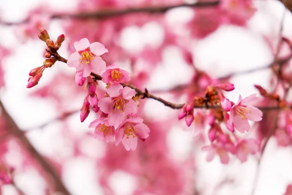 Cherry plum tree pink blossom flowers on blurred background