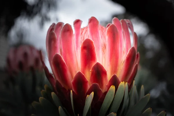 Flor Protea Brillante Sobre Fondo Borroso —  Fotos de Stock