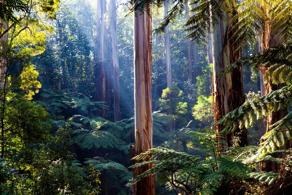 阳光穿过澳大利亚本土的热带雨林 树胶和蕨类 — 图库照片