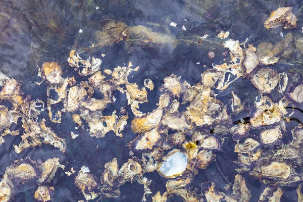 Skala Ikan Melalui Pola Tekstur Latar Belakang Air — Stok Foto