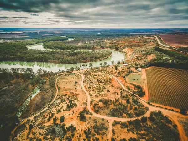 Droge Wijngaarden Murray River Murtho Zuid Australië — Stockfoto