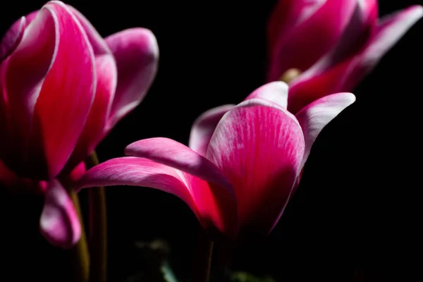 Hermosas Orquídeas Sobre Fondo Negro — Foto de Stock