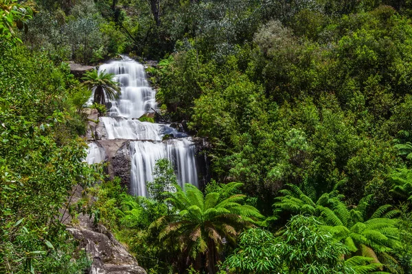 Schwächere Wasserfälle Australischen Urwald Kiewa Valley Victoria Australien — Stockfoto