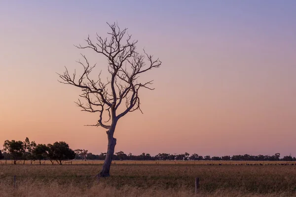 Zware Boom Het Veld Bij Zonsondergang — Stockfoto