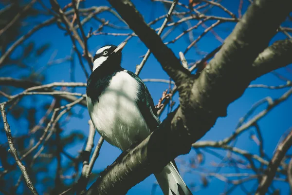 Magpie Lark นกพ นเม องออสเตรเล าและส ขาวประสานก นบนภาพถ ายก งไม — ภาพถ่ายสต็อก