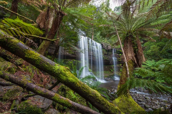 Russel Şelaleleri yemyeşil yağmur ormanlarında. Mount Field Ulusal Parkı, Tazmanya, Avustralya