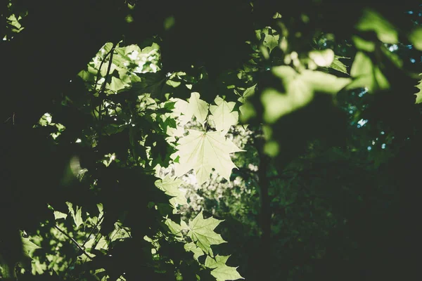 Grüne Ahornblätter Einem Wald Durch Den Die Sonne Scheint — Stockfoto