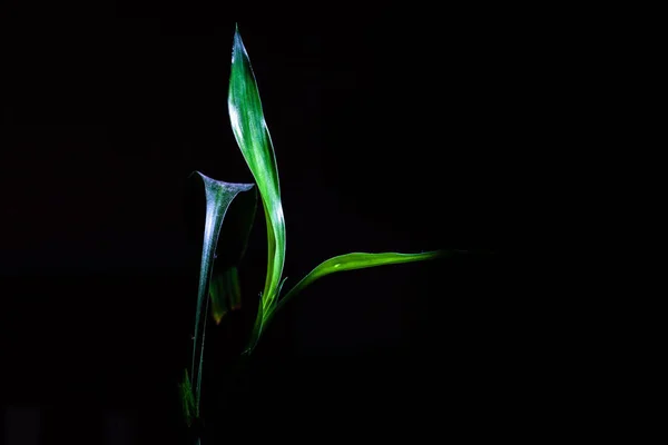 コピースペースで黒い背景に隔離された竹の芽を育てる — ストック写真