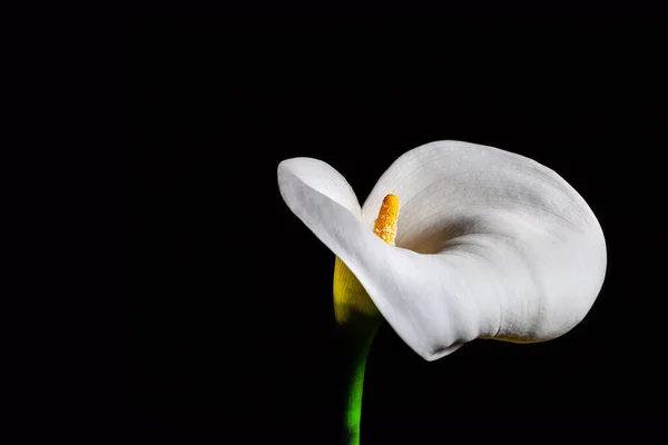 Delicate White Calla Lily Black Background — Stock Photo, Image