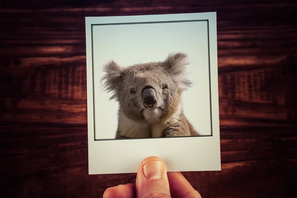 Mężczyzna Ręka Gospodarstwa Natychmiastowe Zdjęcie Koala Drewnianym Tle Stołu — Zdjęcie stockowe