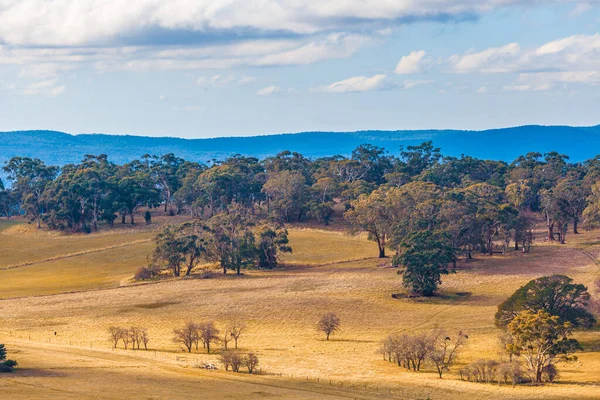 Żółte Trawiaste Pastwiska Drzewa Macedon Ranges Victoria Australia — Zdjęcie stockowe