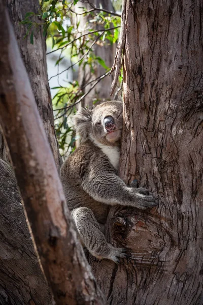 Koala Przytula Eukaliptusowe Drzewo — Zdjęcie stockowe