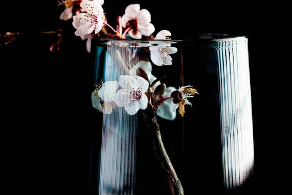 Körsbärsblomma Blommor Närbild Gren Glas Med Vatten Isolerad Svart Med — Stockfoto