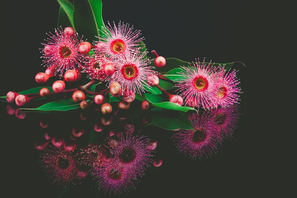 色彩艳丽的粉红色桉树花 芽和叶子的花束 在黑色背景上被隔离 — 图库照片