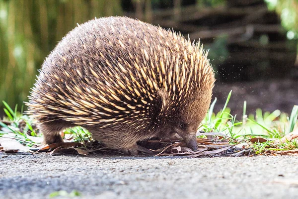 Primer Plano Alimentación Echidna Para Alimentos — Foto de Stock