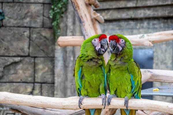 Twee Prachtige Papegaaien Ara Militaris Zittend Een Tak — Stockfoto