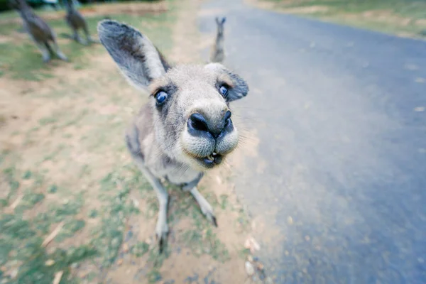 面白い若い東灰色のカンガルーあなたを見て — ストック写真