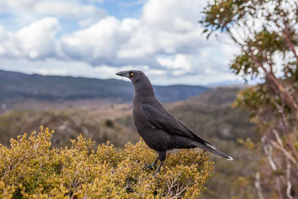 Retrato Currawong Negro Pájaro Nativo Tasmania Cradle Mountain National Park —  Fotos de Stock
