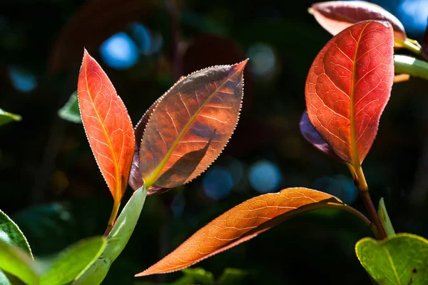 Hojas Rojas Otoño Con Venas Luz Del Sol Sobre Fondo — Foto de Stock